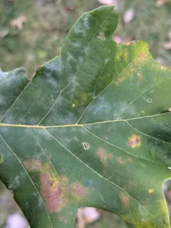 Erysiphe abbreviata thumbnail 1