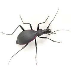 Velvet Snail-eating Beetle thumbnail 1