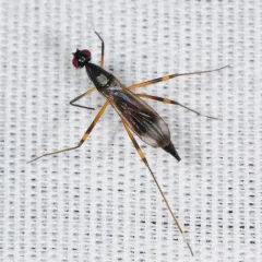 Rainieria antennaepes thumbnail 3