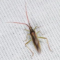 Stenodema vicinum thumbnail 3