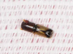 Yellow-vested Timber Beetle thumbnail 3