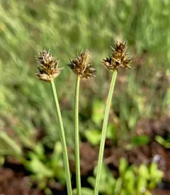 sheep sedge thumbnail 3