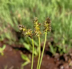 black alpine sedge thumbnail 3