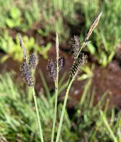 Holm's Rocky Mountain sedge thumbnail 4