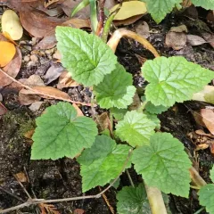 Piggyback Plant thumbnail 1
