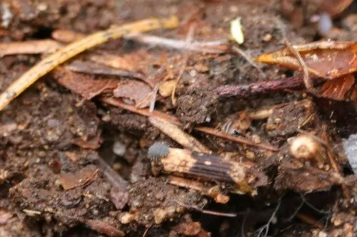 Morulina multatuberculata