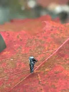 American Pistol Casebearer Moth thumbnail 2