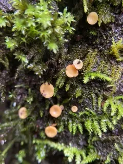Hymenoscyphus sinicus thumbnail 4