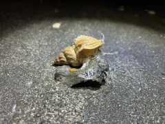 sinuous whelk thumbnail 1