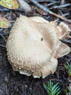 Cortinarius alboglobosus thumbnail 4