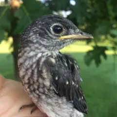 Eastern Bluebird thumbnail 2