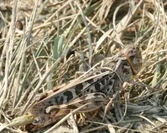 Wrinkled Grasshopper thumbnail 3