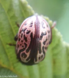 Calligrapha apicalis thumbnail 2