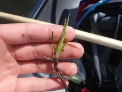 Shoreweed thumbnail 1
