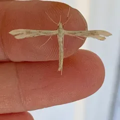 Yarrow Plume Moth thumbnail 2
