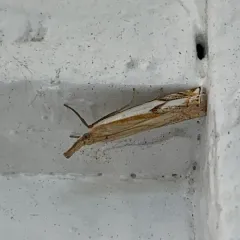 Double-banded Grass-veneer thumbnail 3