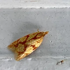 Sparganothis Fruitworm Moth thumbnail 3