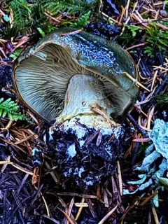 Calonarius oliveopetasatus thumbnail 2