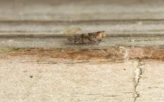 Catonia carolina thumbnail 3