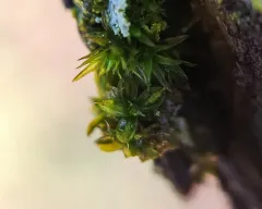 Marbled Screw-moss thumbnail 3