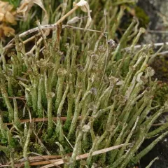 Wand Lichen thumbnail 4