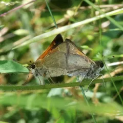 Tawny-edged Skipper thumbnail 2