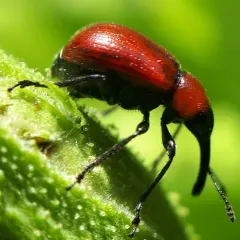 Western Rose Curculio thumbnail 1