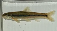 Suckermouth Minnow thumbnail 2