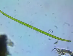 Closterium gracile thumbnail 2