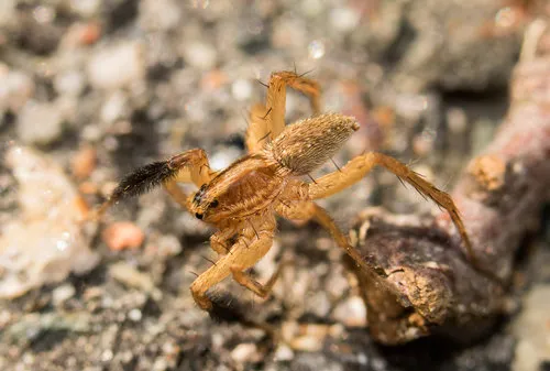 Schizocosa bilineata