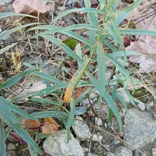 Coleosporium delicatulum