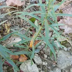 Coleosporium delicatulum thumbnail 1