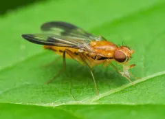 Clusia czernyi thumbnail 3