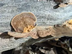 Timber Mazegill thumbnail 3