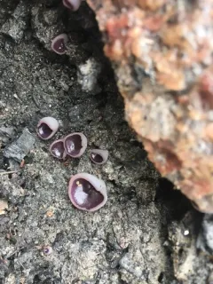 Daleomyces petersii thumbnail 1