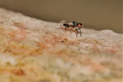 Antler Fly thumbnail 2