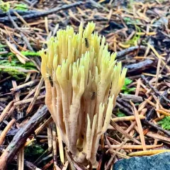 Ramaria tsugina thumbnail 2