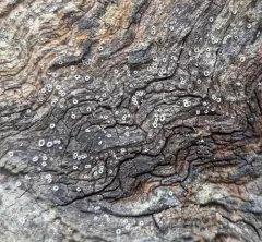 Stictis radiata thumbnail 3