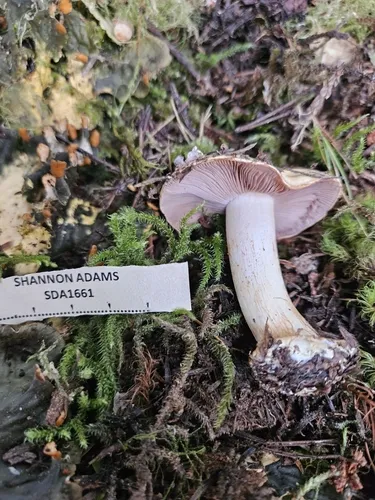 Phlegmacium volvatum
