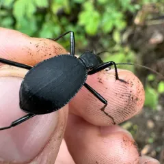 Velvet Snail-eating Beetle thumbnail 4