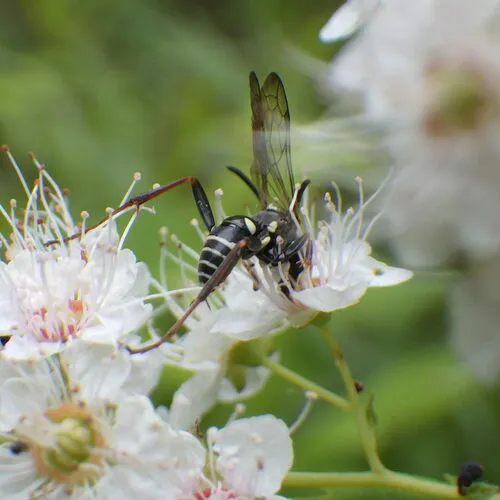 Ceropales maculata