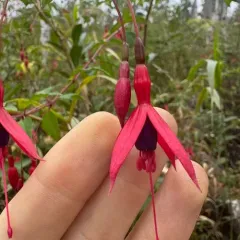 Hardy Fuchsia thumbnail 3