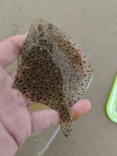 Windowpane Flounder thumbnail 2