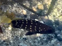 Snowy Grouper thumbnail 4