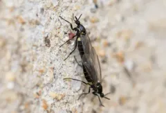 Black Compost Fly thumbnail 4