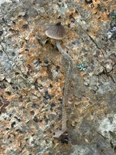 Entoloma dysthales thumbnail 3
