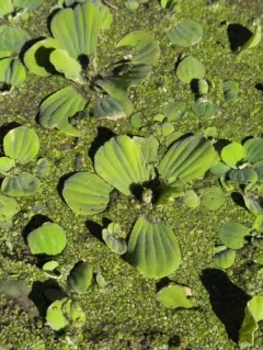 Water Lettuce thumbnail 3