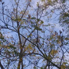 Kentucky coffeetree thumbnail 4