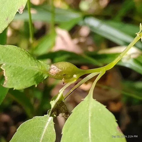 Neolasioptera impatientifolia