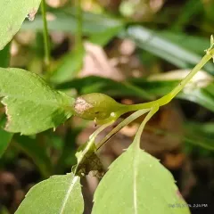 Neolasioptera impatientifolia thumbnail 1